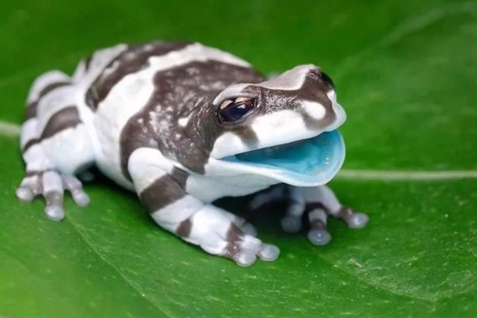 Лягушка Арлекин квакша