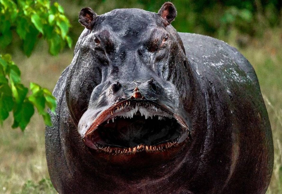 Бегемот самый опасный зверь