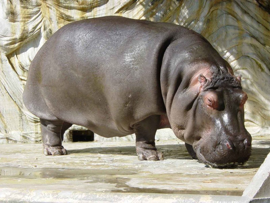 Белый Бегемот