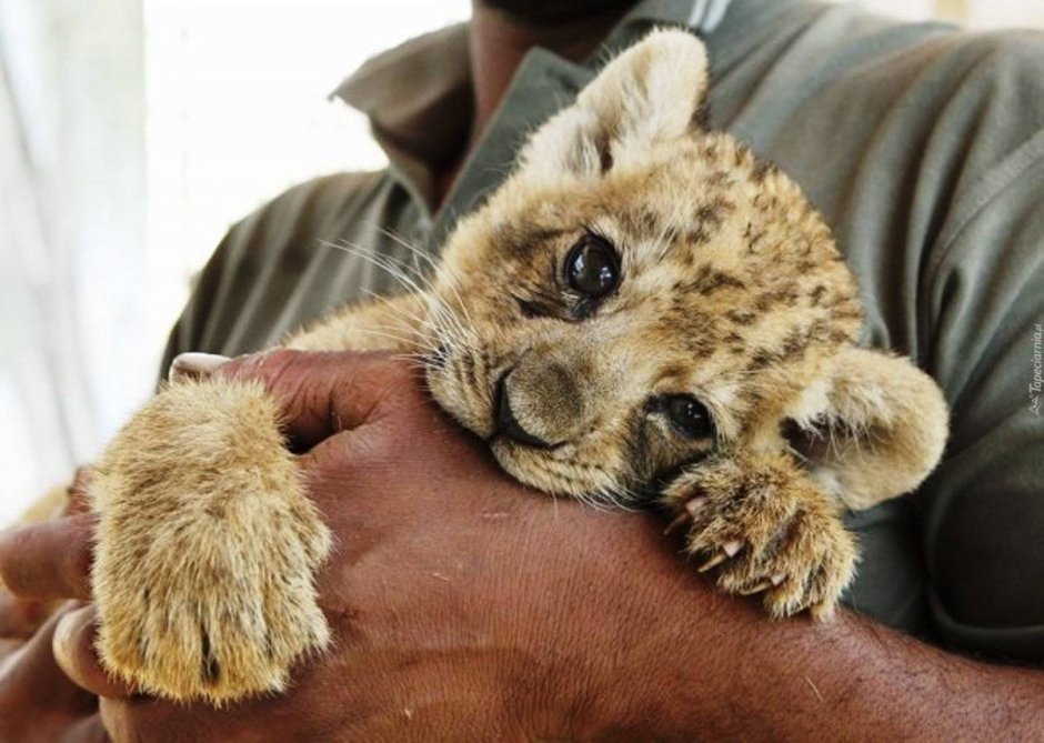 Новорожденные львята