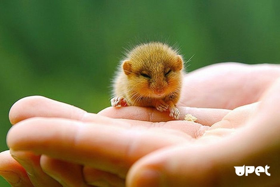 Орешниковая Соня гнездо