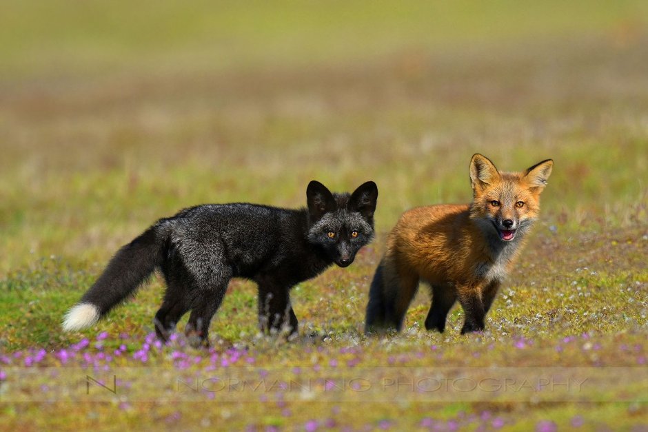 Kit Fox