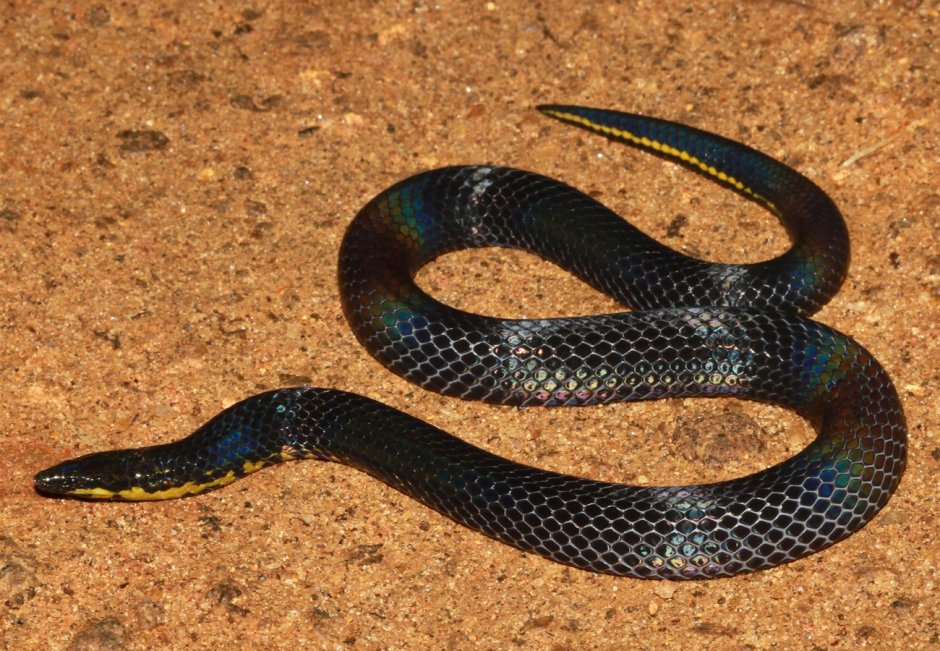 Семейство Ужеобразные (Colubridae)