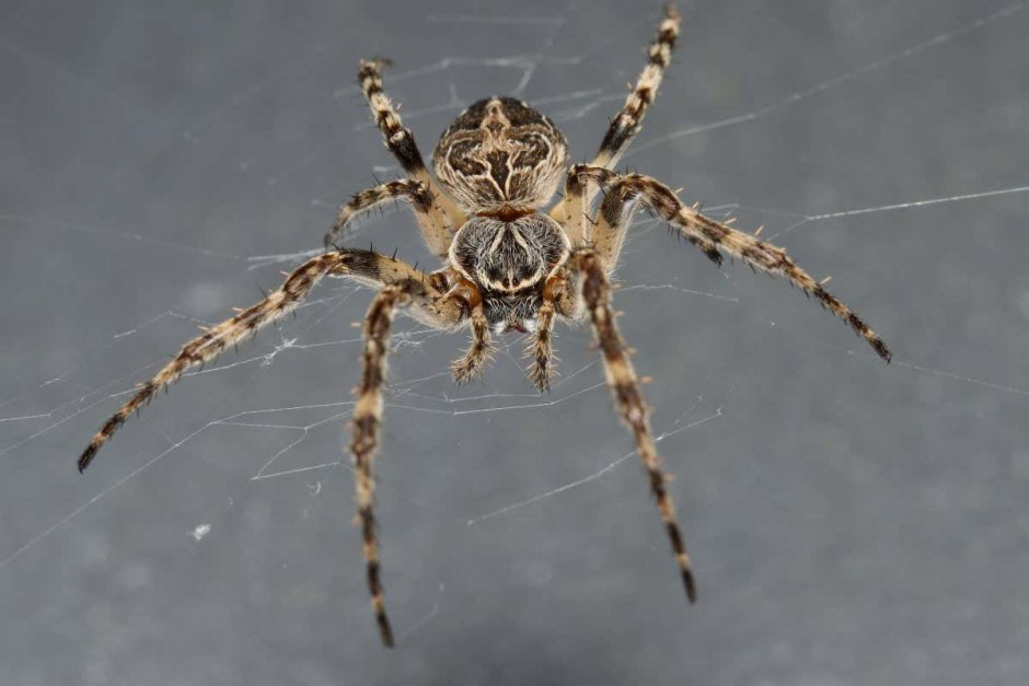 Паук Larinioides sclopetarius