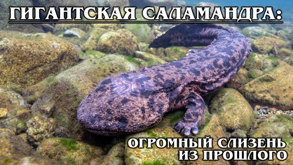 Китайская исполинская саламандра