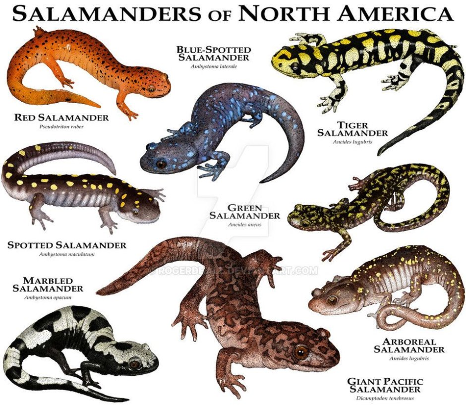 Salamanders pronunciation