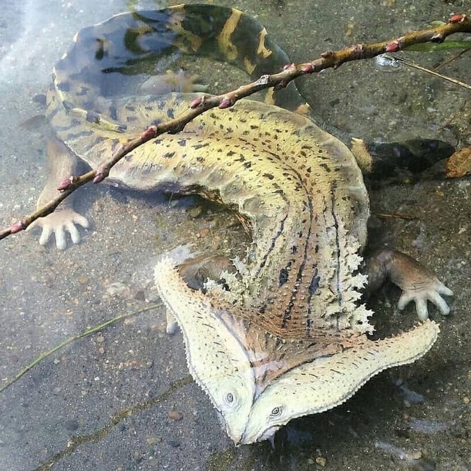 Саламандра хаммерхед
