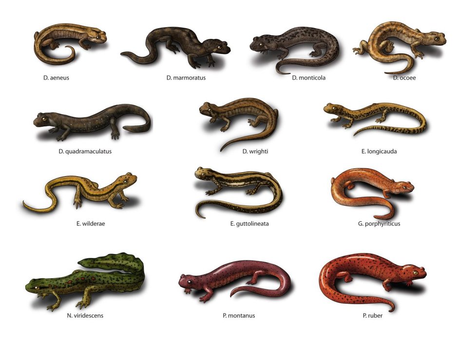 Caudata (Urodela)