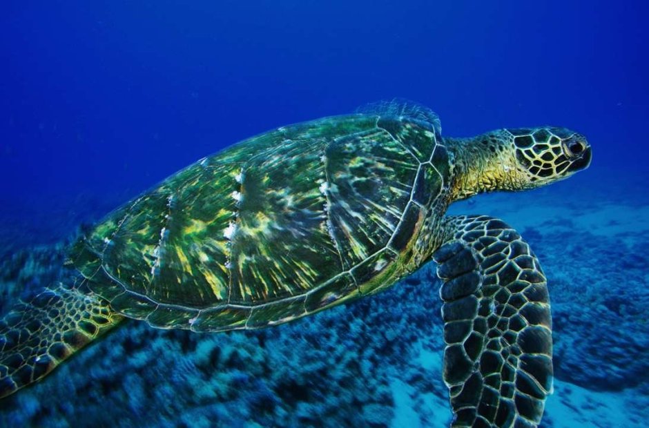 Кубинская морская черепаха
