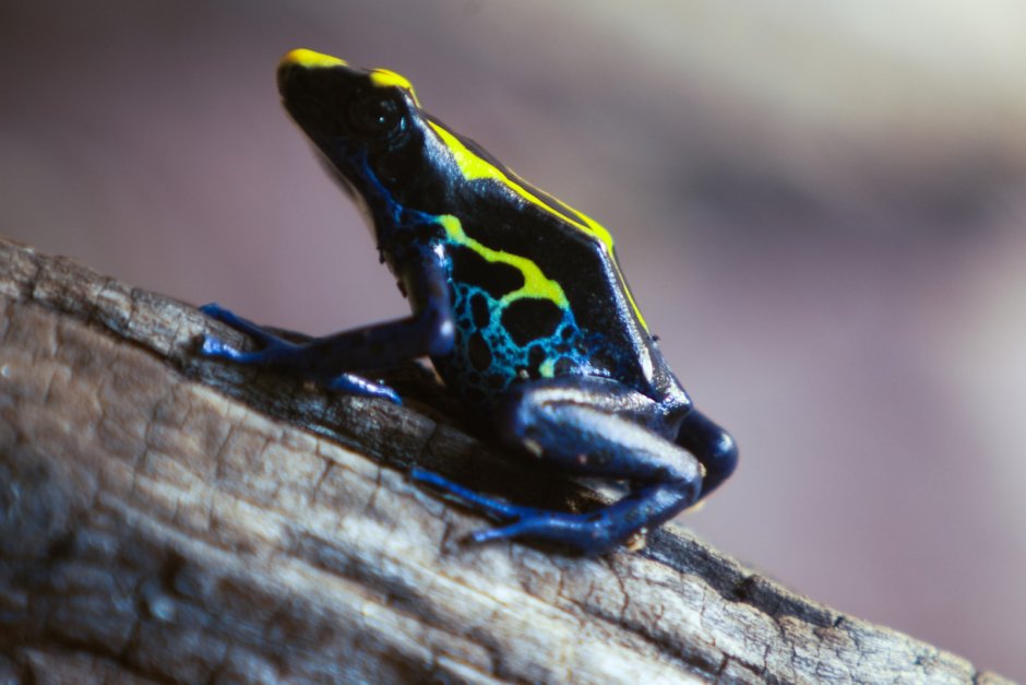 Пятнистый древолаз dendrobates tinctorius