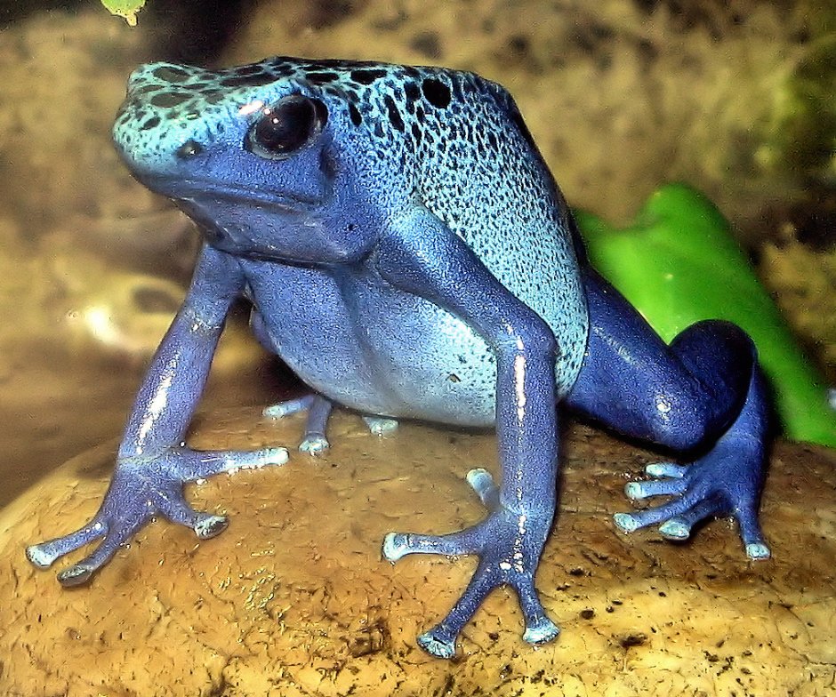 Голубой древолаз (dendrobates Azureus)