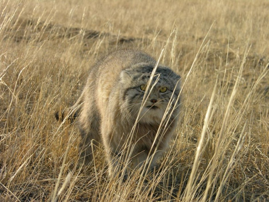 Кот Манул Даурский заповедник