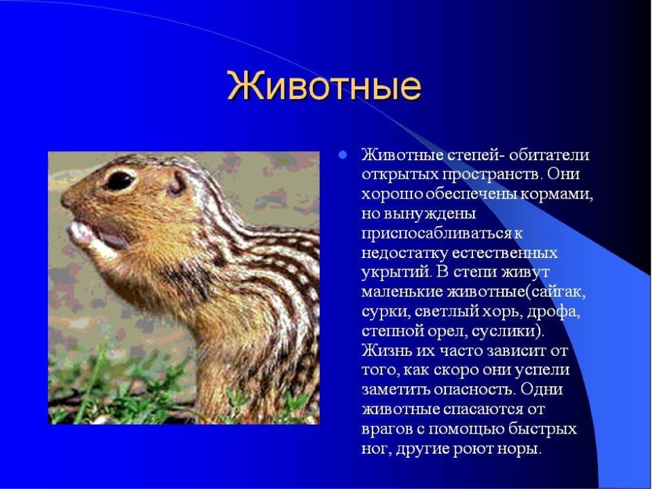 Сообщение о животных