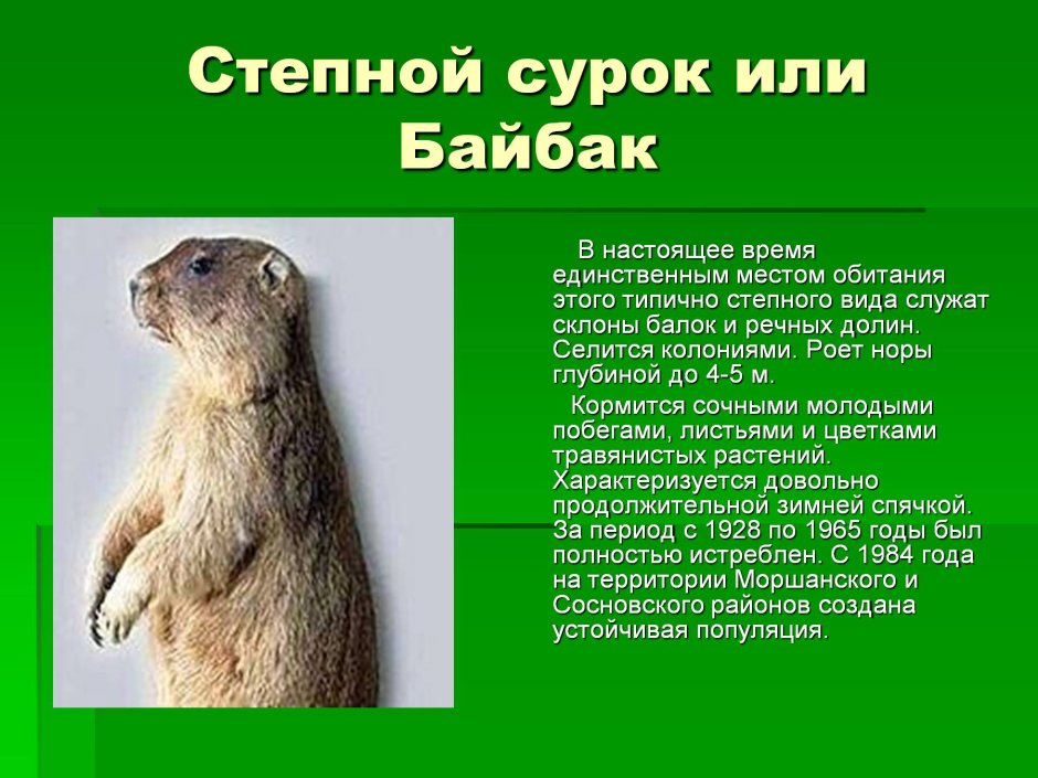 Степной сурок Байбак красная книга