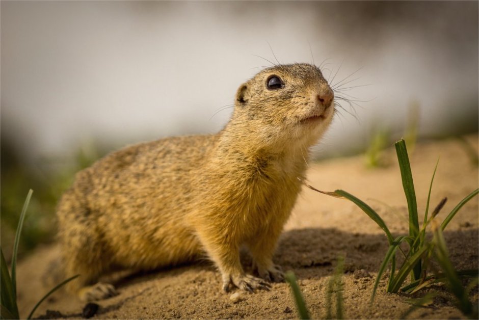 Европейский суслик (Spermophilus citellus)