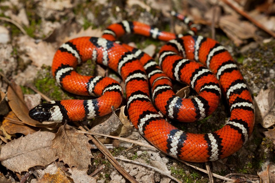 Lampropeltis zonata
