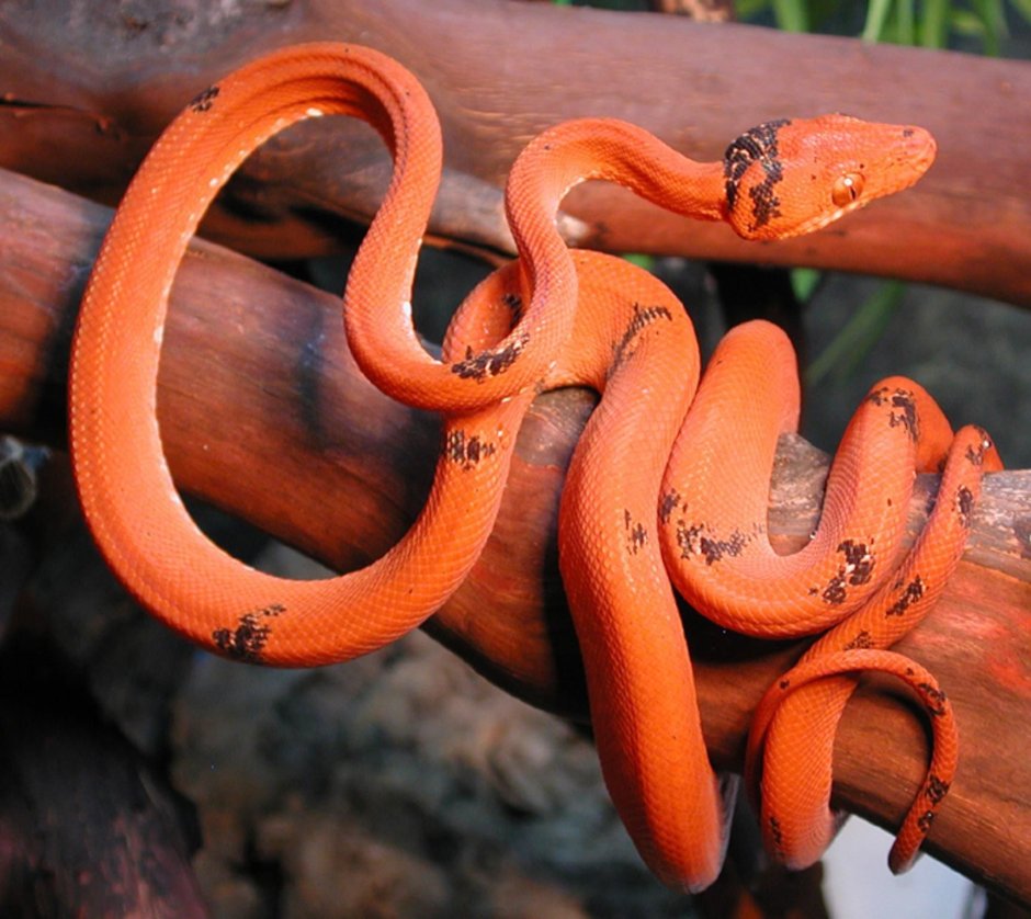 Садовый удав Corallus hortulanus