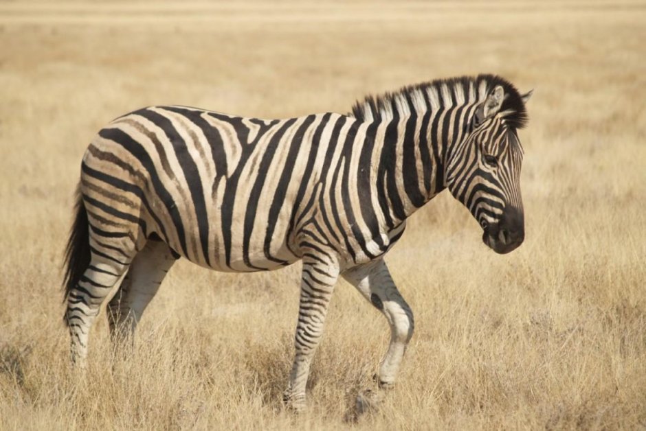 Equus burchelli