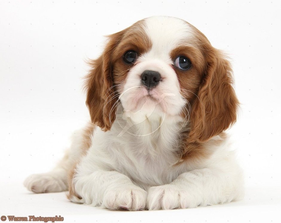 Cavalier King Charles Spaniel Puppy