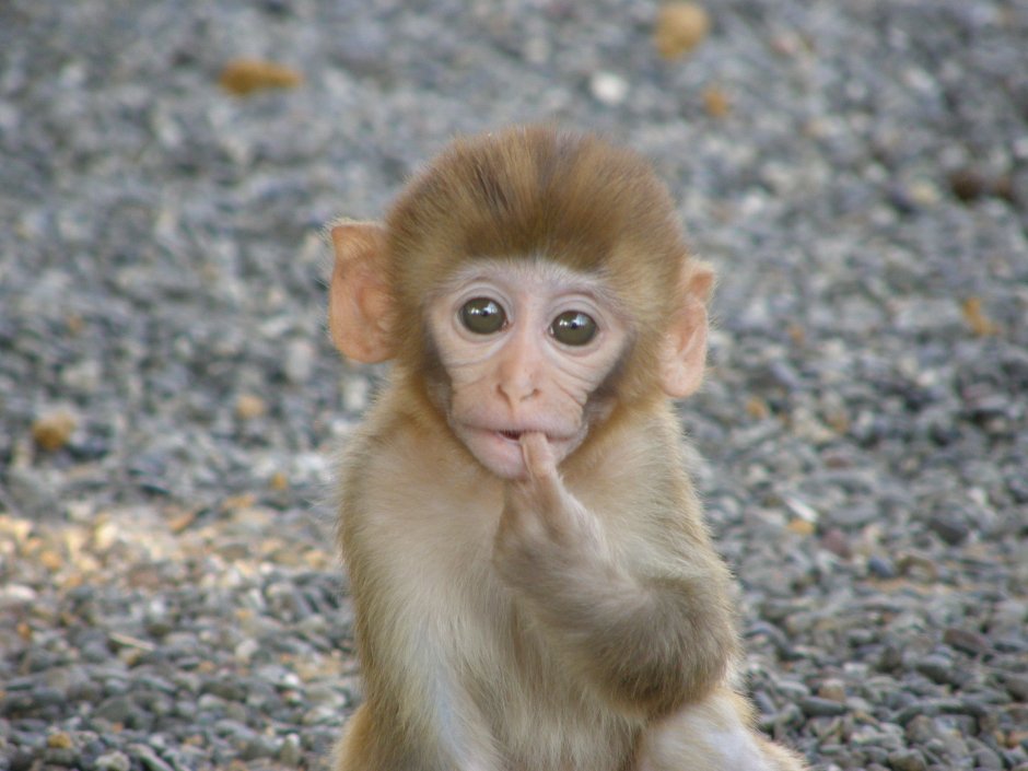 Macacus Rhesus