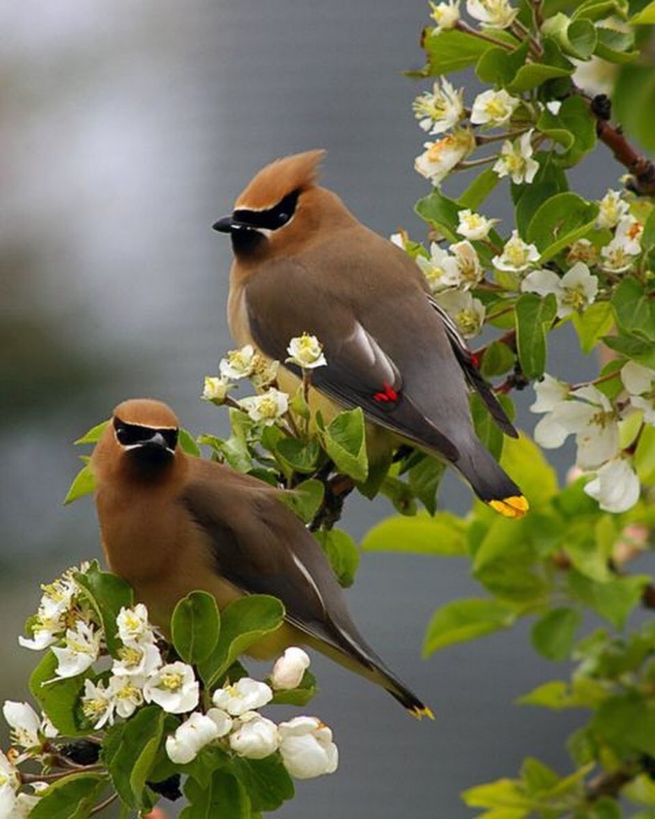 Природа птицы