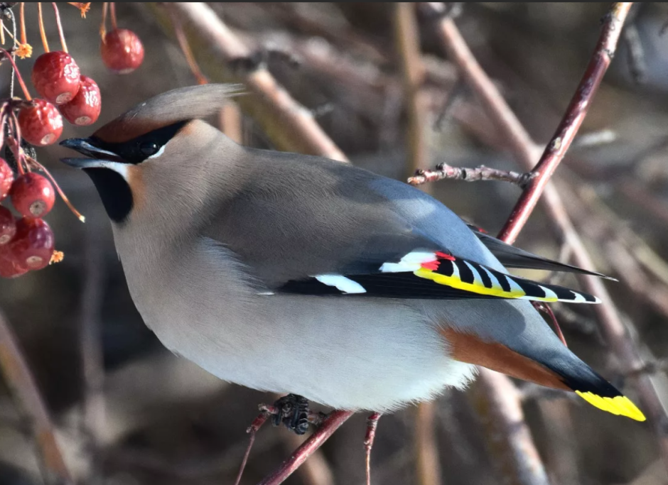 Свиристель обыкновенный (Bombycilla garrulus)