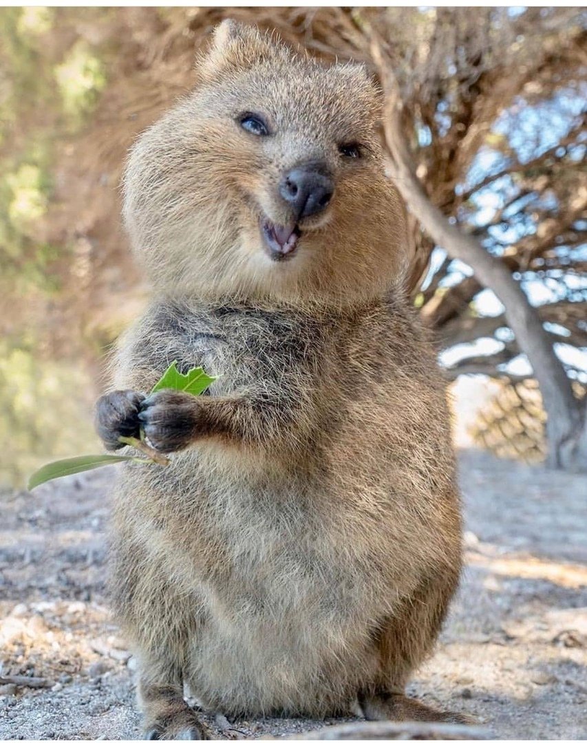 Кенгуру Квокка