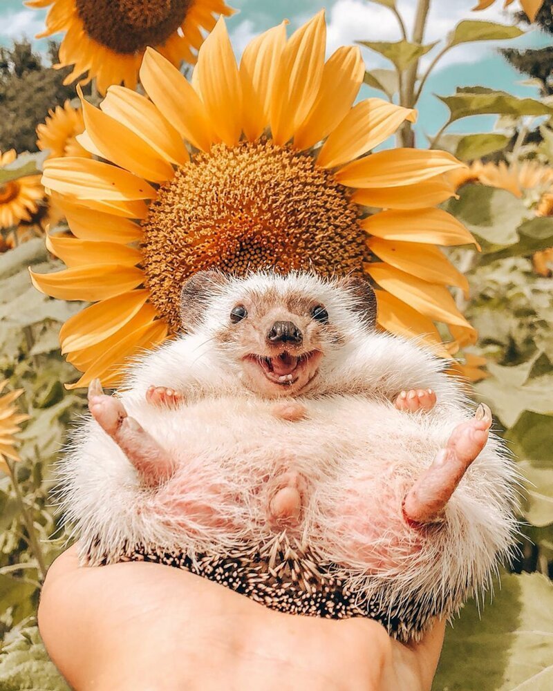 Прикольный Ежик