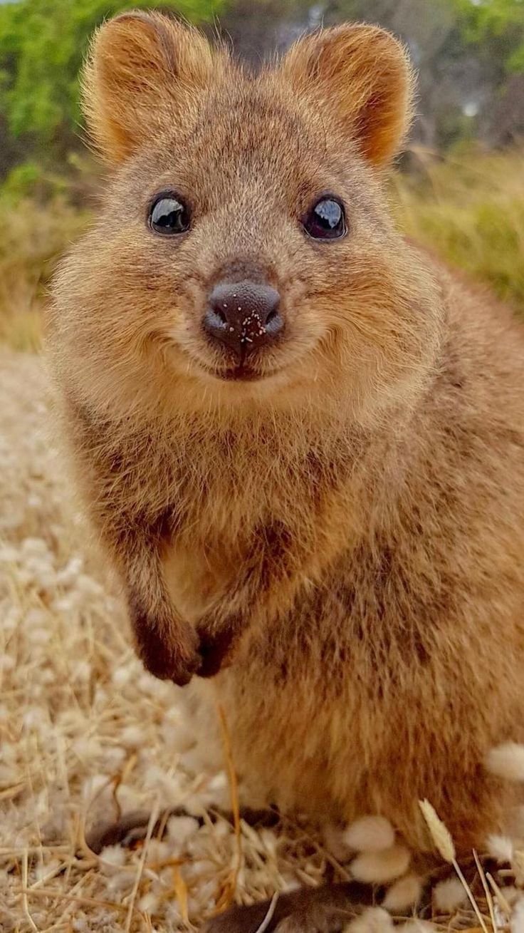 Вомбат и Квокка