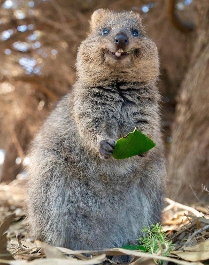 Улыбчивый зверек Квокка