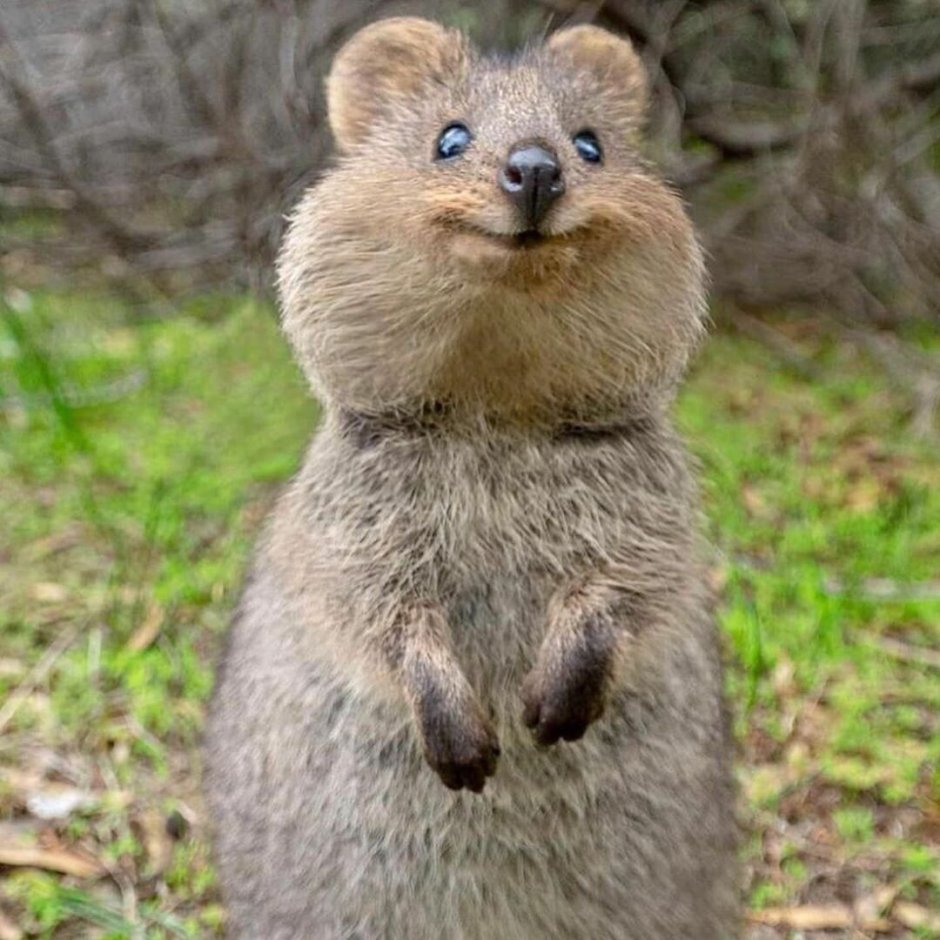 Веселый зверек Квокка