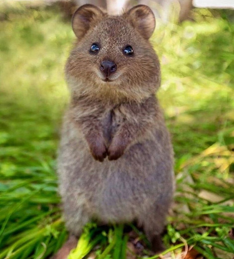 Зверек Квокка