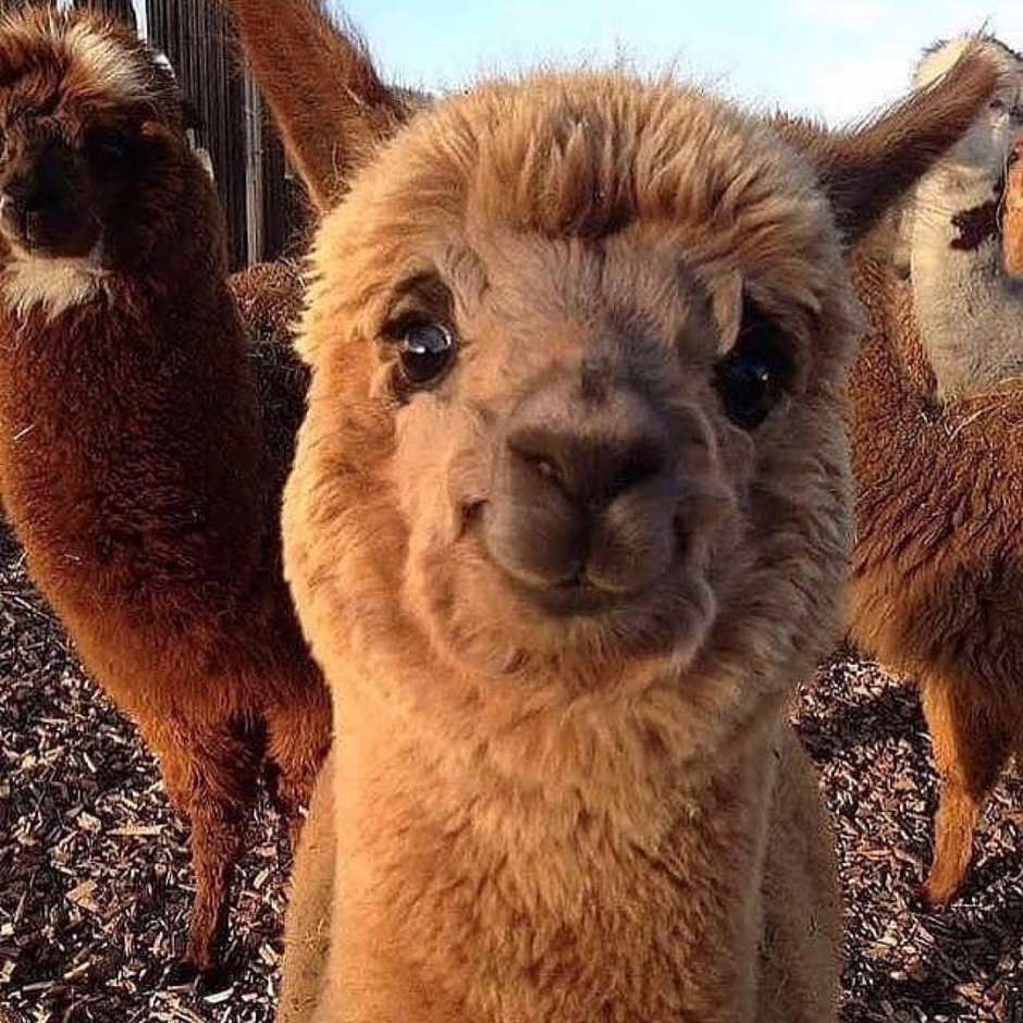 Лысая альпака
