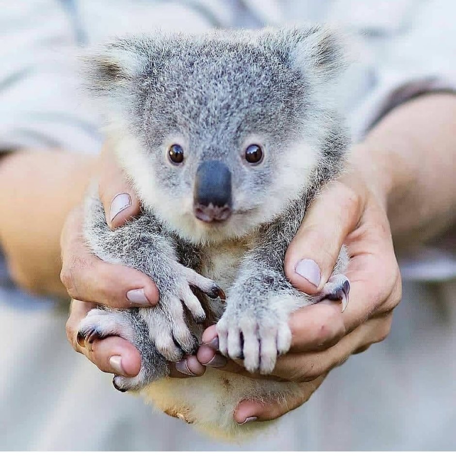Коала в Московском зоопарке