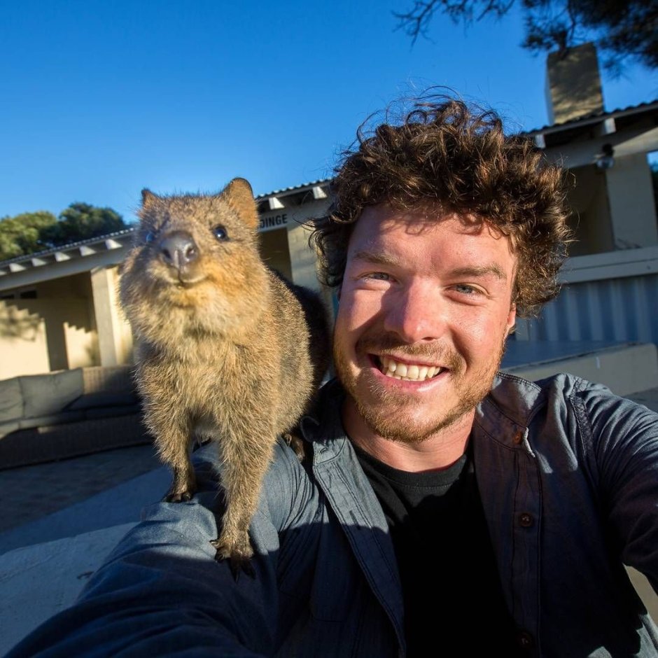 Квокка животное селфи