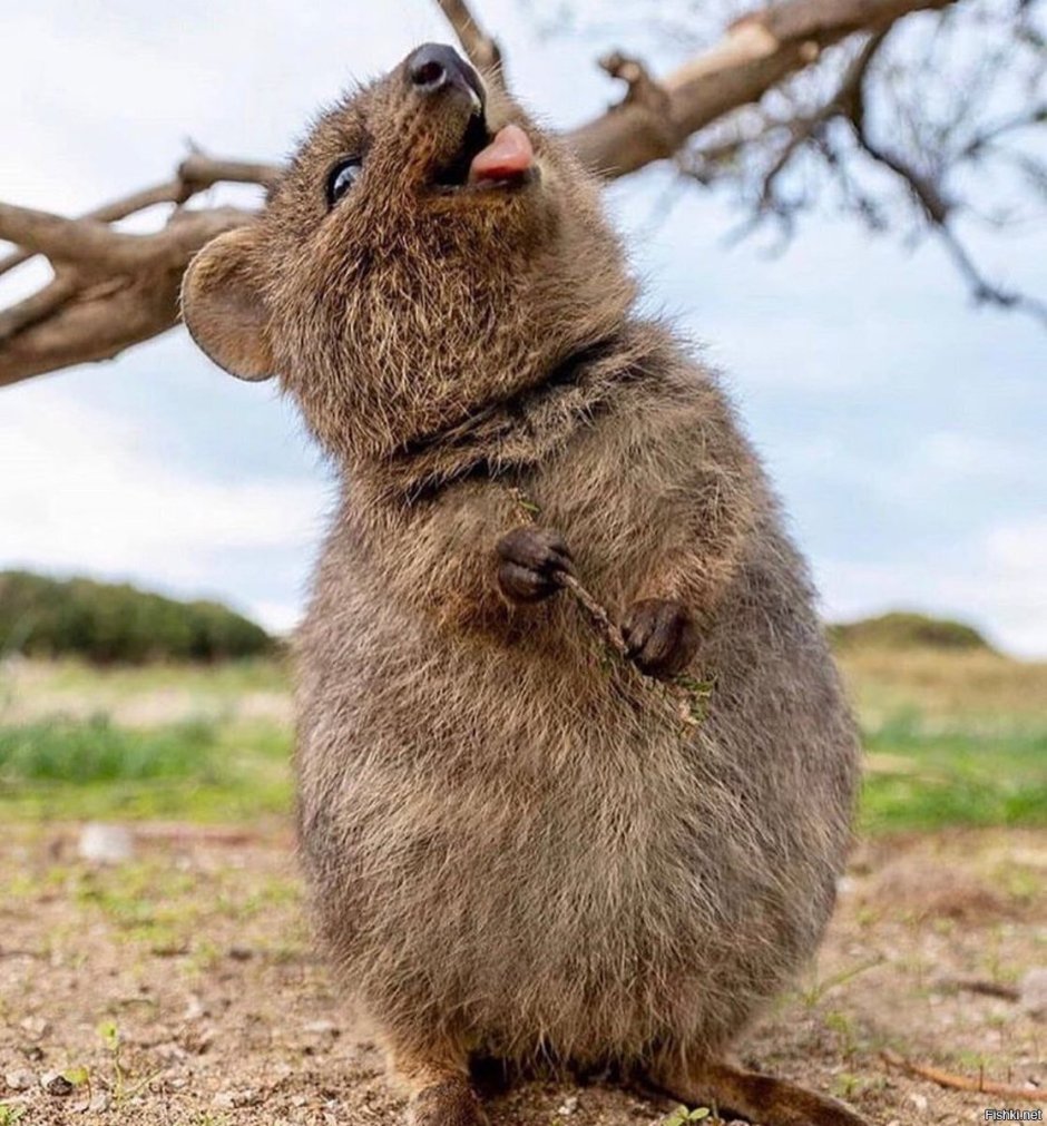 Кенгуру Квокка