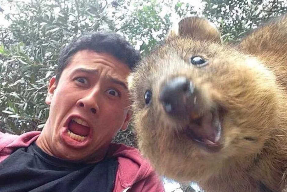 Вомбат селфи