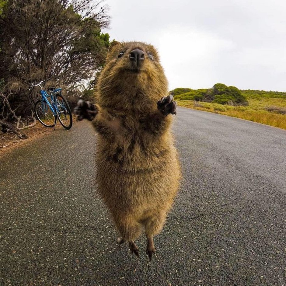 Happy Quokka