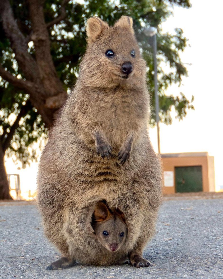 Австралийская кенгуру Квокка