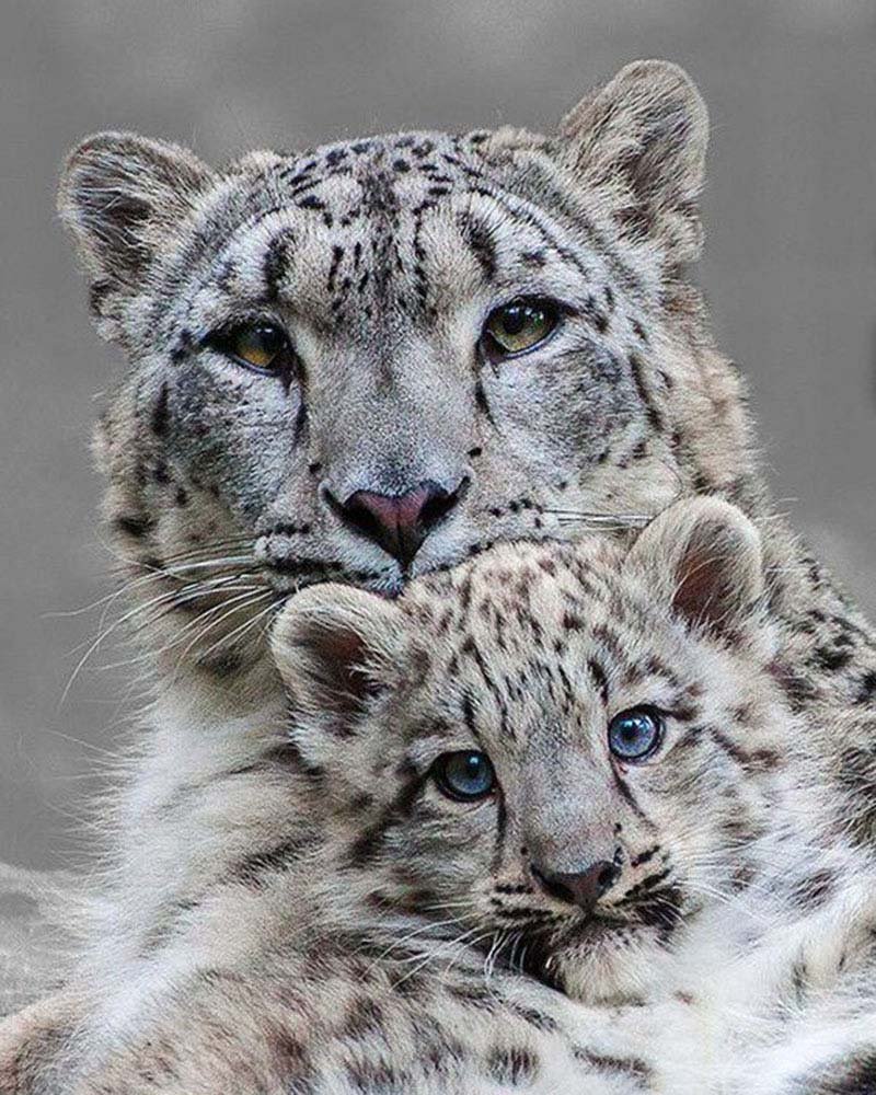 Снежный леопард Ирбис