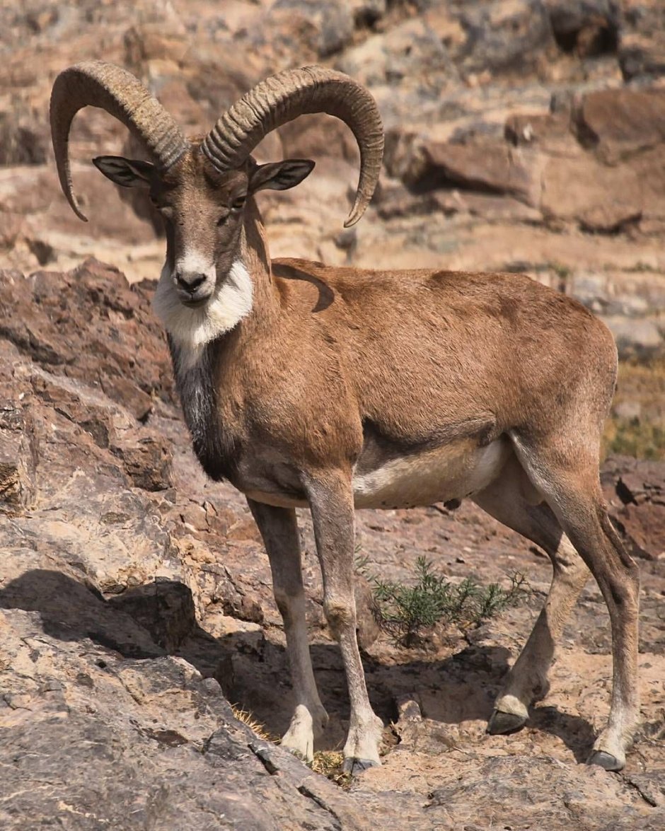 Устюртский уриал.