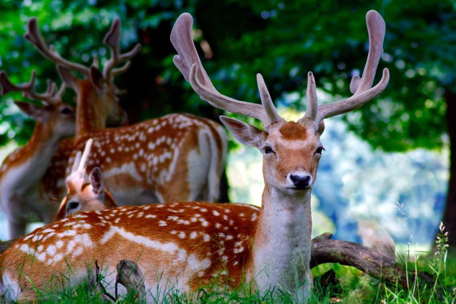 Лань Даниэль