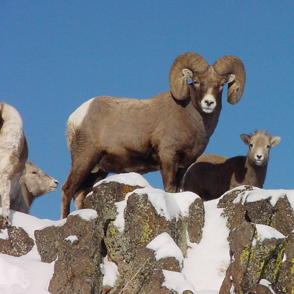 Алтайский баран аргали, Архар