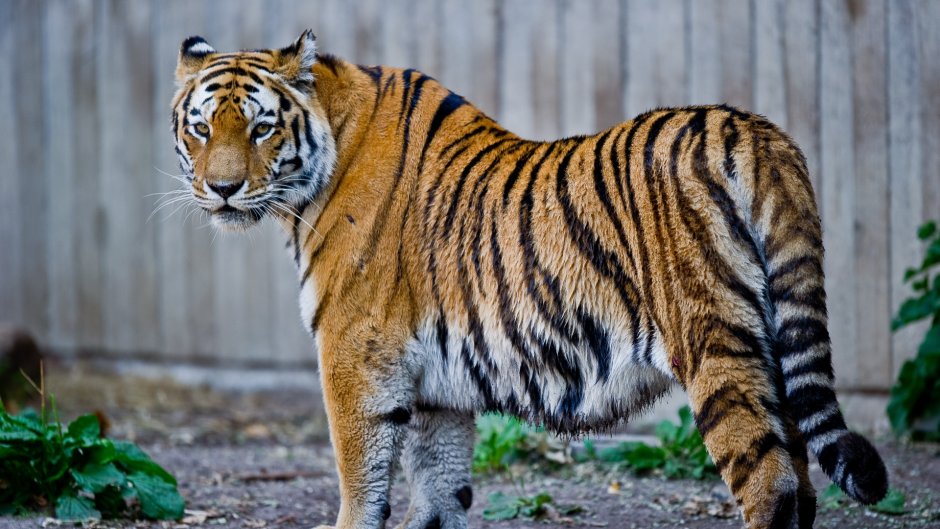 Туранский тигр