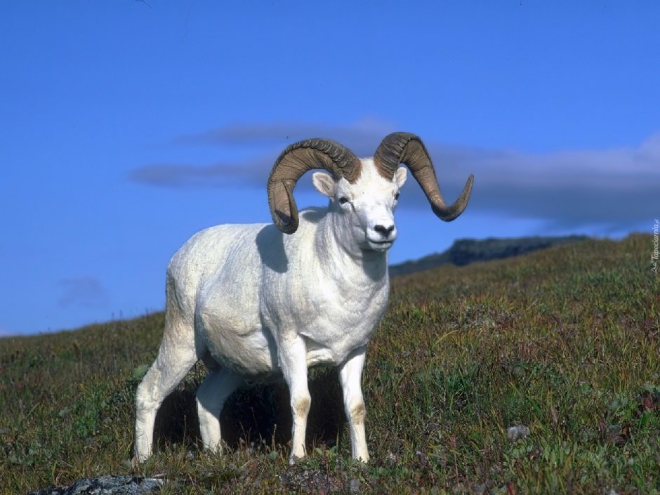 Винторогий горный баран