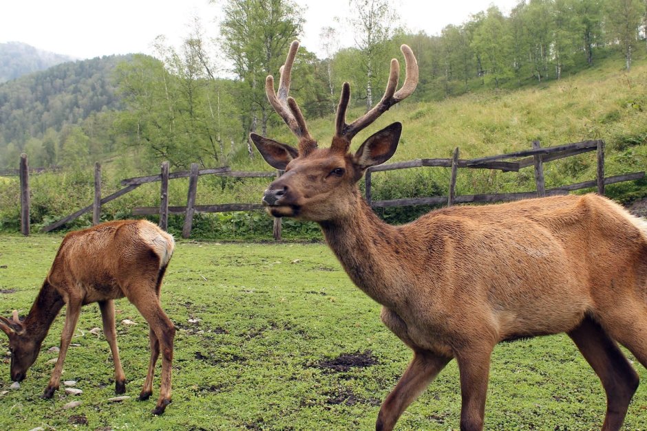 Бешпельтирский маральник