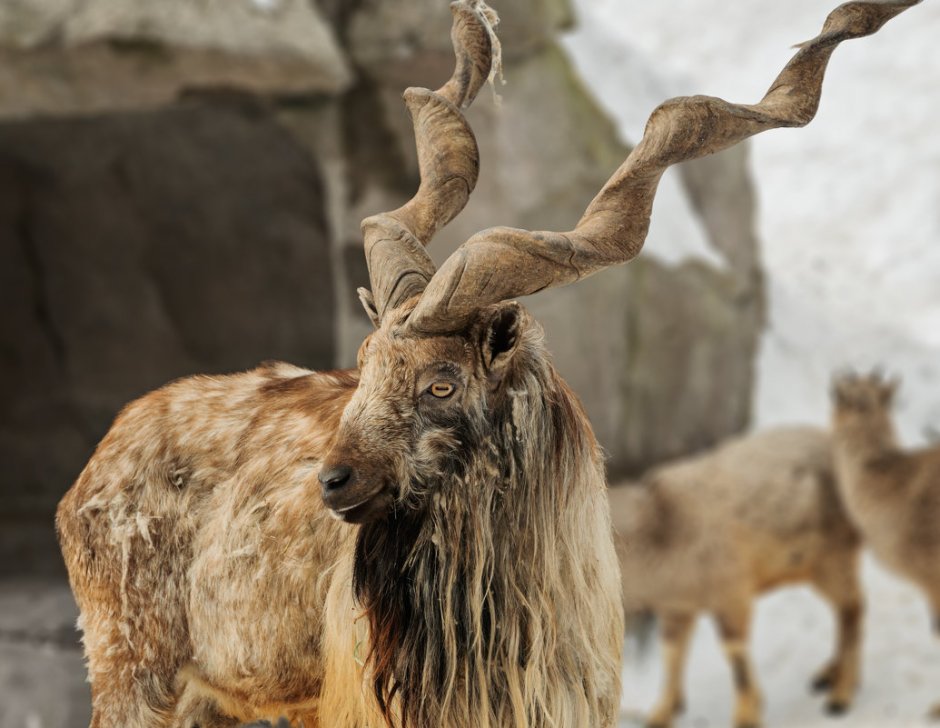 Мархур Винторогий козел