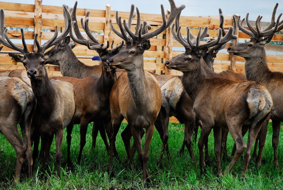 Марал маральник Алтай