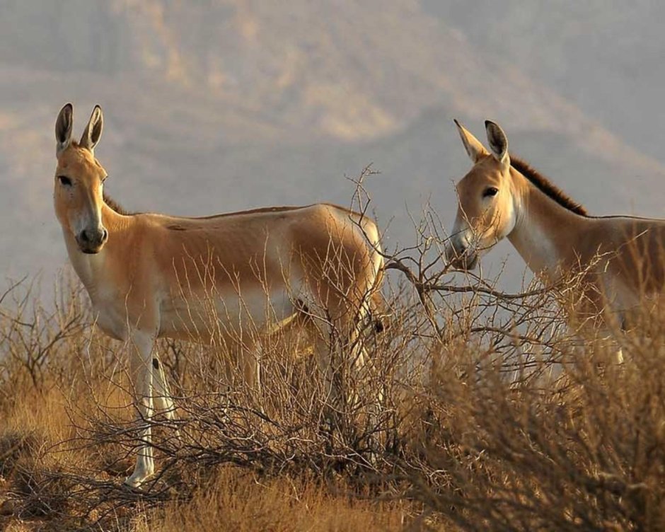Туран животное