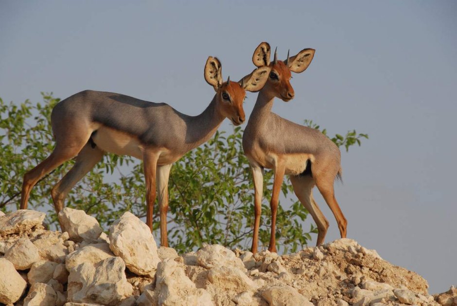 Dorcatragus megalotis